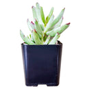 Cotyledon Orbiculata Var. Flanaganii