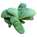 Gasteria glomerata Ox Tongue Succulent
