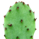 Tulip Prickly Pear Cactus - Opuntia 'Santa Rita'
