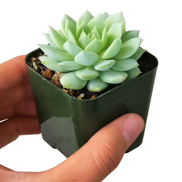 girl succulent Echeveria Painted Lady