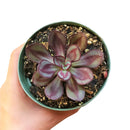 Painted Echeveria Nodulosa 'Benitsukasa'