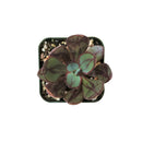 Painted Echeveria Nodulosa 'Benitsukasa'