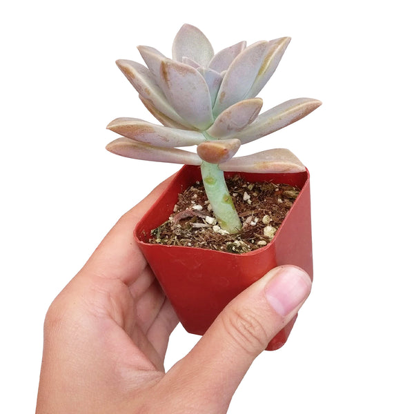 ghost flower succulent Ghost Plant Graptopetalum paraguayense | Succulents Care