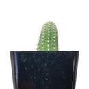 Peanut Cactus - Echinopsis chamaecereus