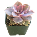 Buy an 8-pack of Echeveria Perle von Nurnberg live plants online. Each plant forms an elegant rosette of lavender, pink, and blue-green leaves. Easy to care for, they thrive in bright light, well-draining soil, and occasional watering.