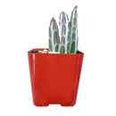 4" pot pickle plant kleinia stapeliiformis cactus live cactus for sale, healthy mid-size pickle plant kleinia stapeliiformis cactus with multiple upright ribbed green stems and delicate arrowhead patterning
