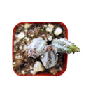 4" pot pickle plant kleinia stapeliiformis cactus live cactus for sale, healthy mid-size pickle plant kleinia stapeliiformis cactus with multiple upright ribbed green stems and delicate arrowhead patterning