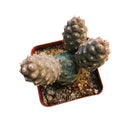 Pine Cone Cactus - Tephrocactus articulatus var. inermis