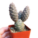 Pine Cone Cactus - Tephrocactus articulatus var. inermis