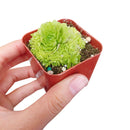 Rosularia Platyphylla