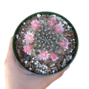 Powder Puff Cactus - Mammillaria Bocasana