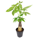 6" pot pachira stump money tree live houseplant for sale, lush forest-green palmate foliage with smooth waxy texture and vivid tropical color, sculpted water-storing stump trunk adds bold visual interest, easy propagation via stem cuttings for sharing with friends, long-lived heirloom quality houseplant with decades of growth potential, handsome floor or corner plant for homes and offices, a beloved lucky charm gift steeped in prosperity symbolism