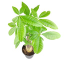 6" pot pachira stump money tree live houseplant for sale, lush forest-green palmate foliage with smooth waxy texture and vivid tropical color, sculpted water-storing stump trunk adds bold visual interest, easy propagation via stem cuttings for sharing with friends, long-lived heirloom quality houseplant with decades of growth potential, handsome floor or corner plant for homes and offices, a beloved lucky charm gift steeped in prosperity symbolism