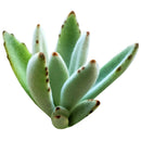 Panda Plant - Kalanchoe tomentosa