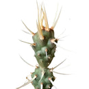Paper Spine Cactus - Tephrocactus articulatus var. papyracanthus