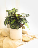 6" pot calathea 'makoyana' peacock live houseplant for sale, impressive full clumping tropical specimen, large papery oval leaves with intricate hand-painted peacock feather markings, deep red-purple leaf reverses, air-purifying humidity-loving evergreen, bold floor-level bohemian accent plant, unforgettable plant gift for any home