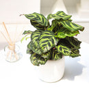 6" pot calathea 'makoyana' peacock live houseplant for sale, impressive full clumping tropical specimen, large papery oval leaves with intricate hand-painted peacock feather markings, deep red-purple leaf reverses, air-purifying humidity-loving evergreen, bold floor-level bohemian accent plant, unforgettable plant gift for any home