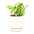 4" pot peperomia golden gate live houseplant for sale, striking two-toned green and yellow glossy foliage, bushy upright form stays tidy without frequent pruning, stores water in thick fleshy leaves for drought tolerance, non-toxic and air purifying, a stylish and easy care gift for any indoor plant enthusiast