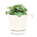 peperomia little toscani, peperomia little toscani care, peperomia little toscani plant, peperomia little toscani care for sale, buy Peperomia Little Toscani online