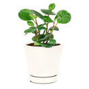 6 inch peperomia obtusifolia green live houseplant for sale, thick emerald green semi-succulent foliage with a bold upright silhouette, adaptable to office and home light conditions, low water needs and slow grower, a lasting and stylish gift for any indoor plant collection
