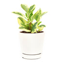 buy peperomia obtusifolia variegata live houseplant 4" pot online, vibrant variegated tropical foliage with glossy rounded leaves in cream and deep green, compact grower pot form, thrives in indirect light with minimal watering, suits a windowsill terrarium or desk arrangement, a charming and pet-safe plant gift for any occasion