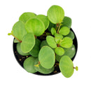 buy peperomia 'hope' live houseplant 3" pot online, tiny starter plant with endearing round leaf clusters on delicate trailing stems, fresh deep green foliage with light stripe detail emerging from compact roots, succulent-like leaves store moisture for easy-going low-frequency watering, perfect for terrariums hanging baskets or small decorative pots, adds a charming tropical accent to any cozy corner or shelf vignette, a delightful and affordable gift for anyone starting their plant journey
