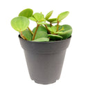 buy peperomia 'hope' live houseplant 3" pot online, tiny starter plant with endearing round leaf clusters on delicate trailing stems, fresh deep green foliage with light stripe detail emerging from compact roots, succulent-like leaves store moisture for easy-going low-frequency watering, perfect for terrariums hanging baskets or small decorative pots, adds a charming tropical accent to any cozy corner or shelf vignette, a delightful and affordable gift for anyone starting their plant journey