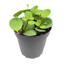 buy peperomia 'hope' live houseplant 3" pot online, tiny starter plant with endearing round leaf clusters on delicate trailing stems, fresh deep green foliage with light stripe detail emerging from compact roots, succulent-like leaves store moisture for easy-going low-frequency watering, perfect for terrariums hanging baskets or small decorative pots, adds a charming tropical accent to any cozy corner or shelf vignette, a delightful and affordable gift for anyone starting their plant journey