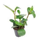 6 inch peperomia obtusifolia green live houseplant for sale, thick emerald green semi-succulent foliage with a bold upright silhouette, adaptable to office and home light conditions, low water needs and slow grower, a lasting and stylish gift for any indoor plant collection
