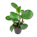 6 inch peperomia obtusifolia green live houseplant for sale, thick emerald green semi-succulent foliage with a bold upright silhouette, adaptable to office and home light conditions, low water needs and slow grower, a lasting and stylish gift for any indoor plant collection