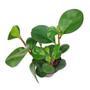 6 inch peperomia obtusifolia green live houseplant for sale, thick emerald green semi-succulent foliage with a bold upright silhouette, adaptable to office and home light conditions, low water needs and slow grower, a lasting and stylish gift for any indoor plant collection