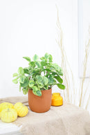 buy peperomia obtusifolia variegata live houseplant 4" pot online, vibrant variegated tropical foliage with glossy rounded leaves in cream and deep green, compact grower pot form, thrives in indirect light with minimal watering, suits a windowsill terrarium or desk arrangement, a charming and pet-safe plant gift for any occasion
