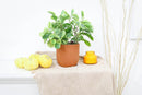 buy peperomia obtusifolia variegata live houseplant 4" pot online, vibrant variegated tropical foliage with glossy rounded leaves in cream and deep green, compact grower pot form, thrives in indirect light with minimal watering, suits a windowsill terrarium or desk arrangement, a charming and pet-safe plant gift for any occasion