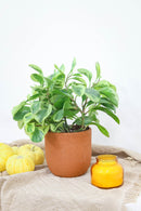 buy peperomia obtusifolia variegata live houseplant 4" pot online, vibrant variegated tropical foliage with glossy rounded leaves in cream and deep green, compact grower pot form, thrives in indirect light with minimal watering, suits a windowsill terrarium or desk arrangement, a charming and pet-safe plant gift for any occasion