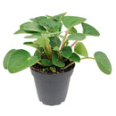 8" pot peperomia 'rana verde' live houseplant for sale, mature specimen with full deep green rippled canopy, prominent leaf venation and matte finish, compact non-sprawling growth, beginner and pet friendly, ideal for shelves, desks, or terrariums as a living decor accent, a generous and safe gift for any home