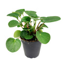 8" pot peperomia 'rana verde' live houseplant for sale, mature specimen with full deep green rippled canopy, prominent leaf venation and matte finish, compact non-sprawling growth, beginner and pet friendly, ideal for shelves, desks, or terrariums as a living decor accent, a generous and safe gift for any home