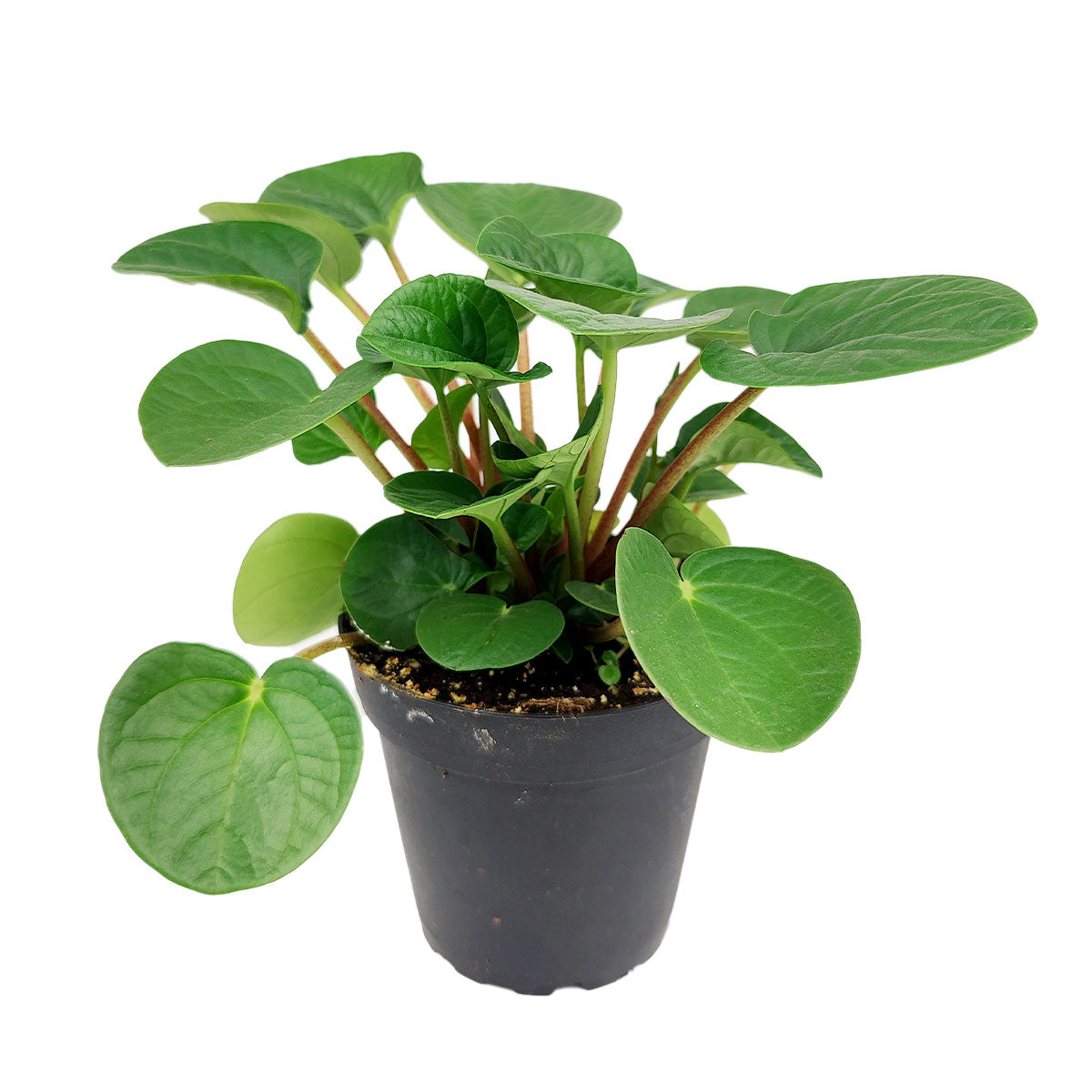 Peperomia Rana Verde, Ripple Peperomia, semi-succulent houseplant, easy to care for houseplant for beginners