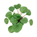 8" pot peperomia 'rana verde' live houseplant for sale, mature specimen with full deep green rippled canopy, prominent leaf venation and matte finish, compact non-sprawling growth, beginner and pet friendly, ideal for shelves, desks, or terrariums as a living decor accent, a generous and safe gift for any home