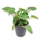 8" pot peperomia 'rana verde' live houseplant for sale, mature specimen with full deep green rippled canopy, prominent leaf venation and matte finish, compact non-sprawling growth, beginner and pet friendly, ideal for shelves, desks, or terrariums as a living decor accent, a generous and safe gift for any home