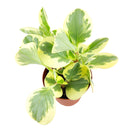 buy peperomia obtusifolia variegata live houseplant 4" pot online, vibrant variegated tropical foliage with glossy rounded leaves in cream and deep green, compact grower pot form, thrives in indirect light with minimal watering, suits a windowsill terrarium or desk arrangement, a charming and pet-safe plant gift for any occasion