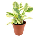 buy peperomia obtusifolia variegata live houseplant 4" pot online, vibrant variegated tropical foliage with glossy rounded leaves in cream and deep green, compact grower pot form, thrives in indirect light with minimal watering, suits a windowsill terrarium or desk arrangement, a charming and pet-safe plant gift for any occasion