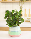 6 inch peperomia obtusifolia green live houseplant for sale, thick emerald green semi-succulent foliage with a bold upright silhouette, adaptable to office and home light conditions, low water needs and slow grower, a lasting and stylish gift for any indoor plant collection