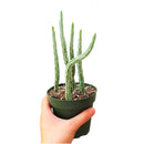 4" pot pickle plant kleinia stapeliiformis cactus live cactus for sale, healthy mid-size pickle plant kleinia stapeliiformis cactus with multiple upright ribbed green stems and delicate arrowhead patterning