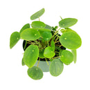 buy Pilea Peperomioides 'Chinese Money' live houseplant 6" black eco pot online, full canopy of round waxy deep green leaves on woody upright stem, sculptural architectural profile, easy-care propagates freely, pet-friendly non-toxic safe for all households, contemporary indoor plant decor centerpiece, a cherished prosperity and good luck gift