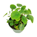 buy Pilea Peperomioides 'Chinese Money' live houseplant 6" black eco pot online, full canopy of round waxy deep green leaves on woody upright stem, sculptural architectural profile, easy-care propagates freely, pet-friendly non-toxic safe for all households, contemporary indoor plant decor centerpiece, a cherished prosperity and good luck gift