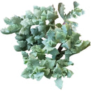 Pink Ice Plant - Oscularia deltoides - Pink Vygie