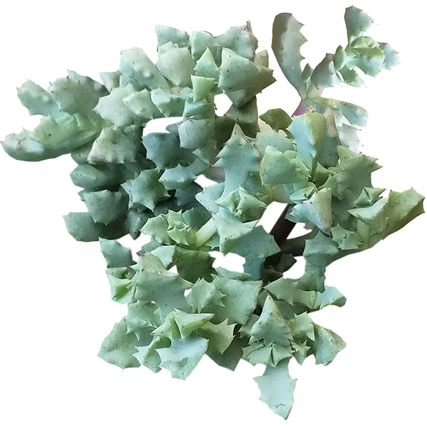 Pink Ice Plant Sandstone Vygie Succulent | Care Guide