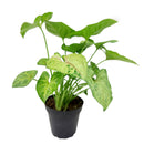 buy syngonium berry allusion live houseplant 4" pot online, bright arrowhead-shaped leaves in light green with bold pink veins, young bushy plant in grower pot ideal for shelves or hanging hooks, fast-growing air-purifying tropical vine, low maintenance and adaptable to various indoor light conditions, a stylish and meaningful gift for plant enthusiasts