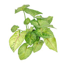 buy syngonium berry allusion live houseplant 4" pot online, bright arrowhead-shaped leaves in light green with bold pink veins, young bushy plant in grower pot ideal for shelves or hanging hooks, fast-growing air-purifying tropical vine, low maintenance and adaptable to various indoor light conditions, a stylish and meaningful gift for plant enthusiasts