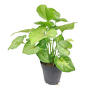 buy syngonium berry allusion live houseplant 4" pot online, bright arrowhead-shaped leaves in light green with bold pink veins, young bushy plant in grower pot ideal for shelves or hanging hooks, fast-growing air-purifying tropical vine, low maintenance and adaptable to various indoor light conditions, a stylish and meaningful gift for plant enthusiasts